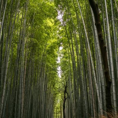 日本确认小林制药问题保健品中的软毛青霉酸对肾脏有害